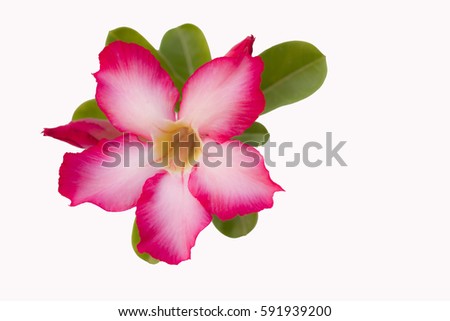 Azalea flowers , Flower , White flower , Pink flower