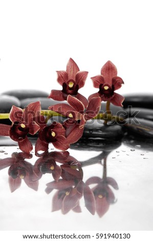 Still life with red orchid on pile of black stones