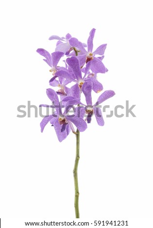 Purple orchid flowers, isolated on white background