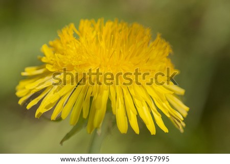 macro photo of a dandelion flower