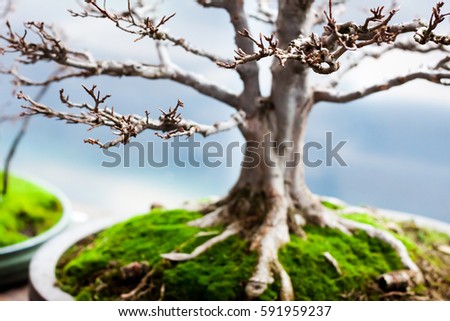 Bonsai Tree