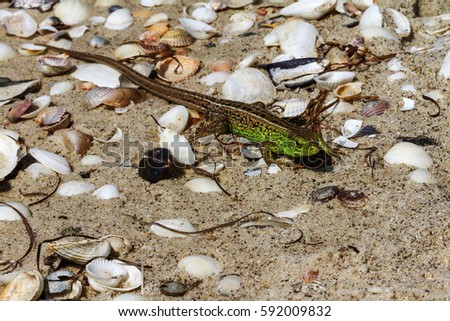 Beautiful adult green lizard. Sand lizard (Lacerta Agilis) runs to hide in the Danube Delta