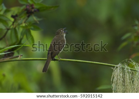 Cream-vented bulbul eating fruit in the nature.