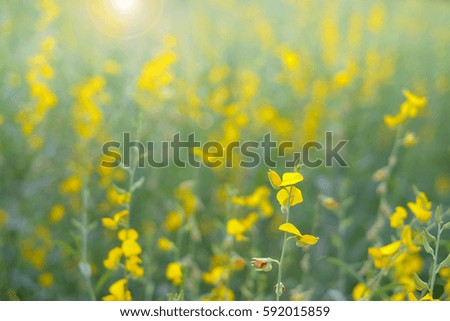 Yellow flower in the garden with the sunset in the evening. Flower and lighting sunset on blur background.