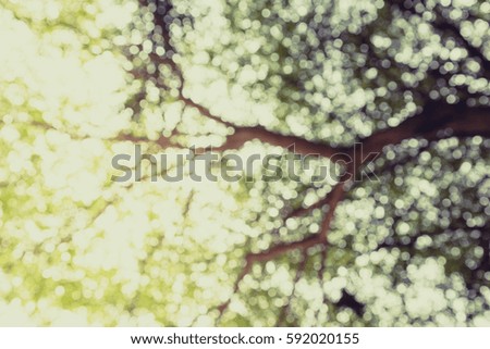 Green bokeh of tree nature background