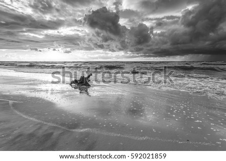 Baltic sea coast at dramatic sunset time, with trunks and tree roots in water on empty shore. Natural background. Black and white photo