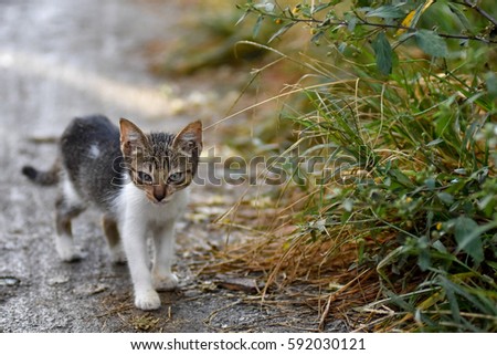 Cute stray kitten cat on mud path next to tall grass verge with depth of field and room for text.