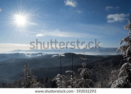 Bright sun in the snow-covered mountain wood
