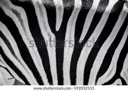 Zebra pattern Royalty-Free Stock Photo #592032551