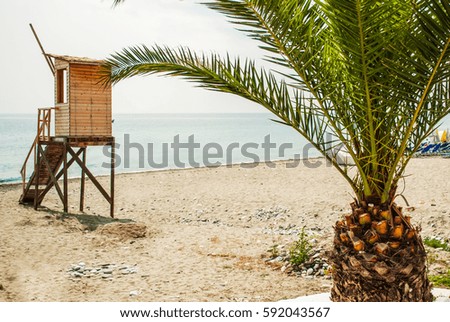Palm tree and view of the beach, sea and sunny day, Leptokaria, Greece