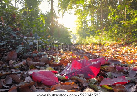 a front selective focus picture of dry brown falling leaves on ground at walkways through the forest.