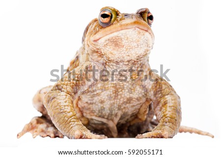 Common European toad, Bufo bufo. beautiful animal isolated on a white background
