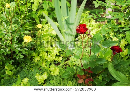 Red rose in the garden, growing in a flower bed among the various green herbs.