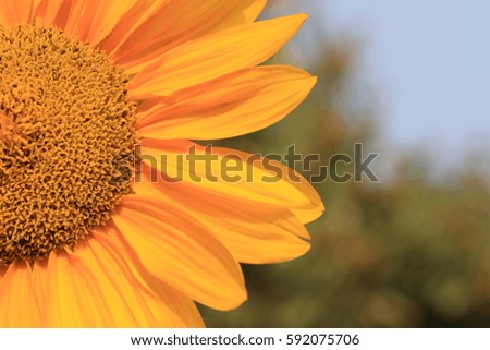 sun flower close up view