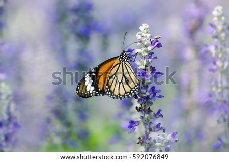 closeup butterfly on flower (Common tiger butterfly) Royalty-Free Stock Photo #592076849