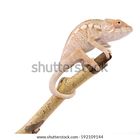 Juvenile Female Panther Chameleon - Furcifer pardalis - Canvas Chameleons