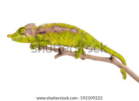 Female Furcifer antimena Chameleons