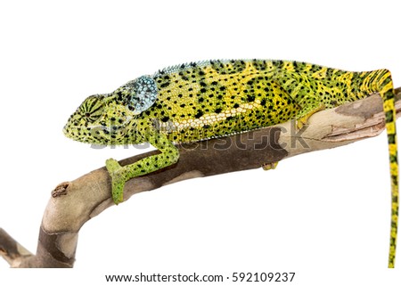 Male Flap Necked Chameleon - Chamaeleo dilepis