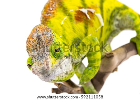 Male Calumma Parsoni Cristifer - Parson's Chameleon - Canvas Chameleons