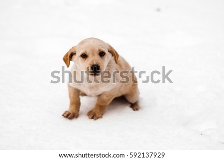 sand-colored puppy, sitting in the snow with sad eyes