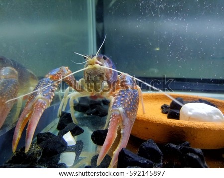 Procambarus clarkii is a widely popular breed shrimp in Thailand.