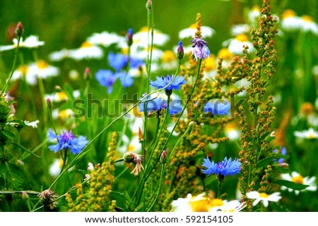 Soft focused flower meadow with bluish cornflowers and white daisies. Shallow focus background.