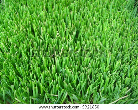 A green grass lawn close-up