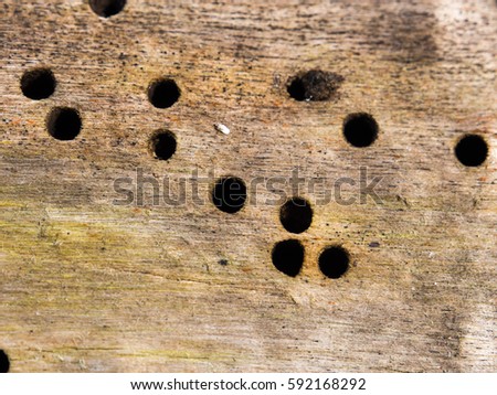 Photo wood texture, background wood, fiber wood closeup