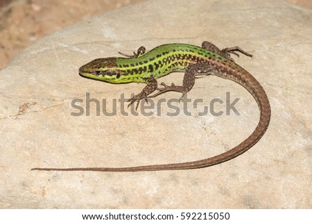  Sicilian wall lizard on a rock