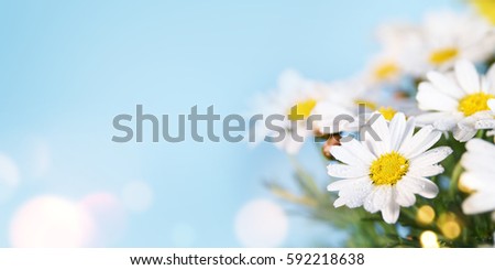 Daisy flower. Spring background. Present for Mothers Day 