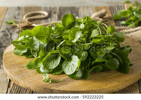 Raw Green Organic Living Water Cress Ready to Eat Royalty-Free Stock Photo #592223225