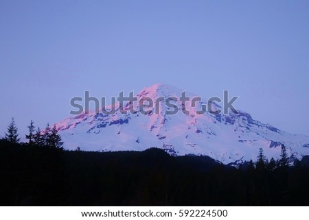 Pink sunset glow on Mount Rainier in Washington state on a clear blue sky day in winter. This picture is from inside the national park near the Longmire gate in February 2016.