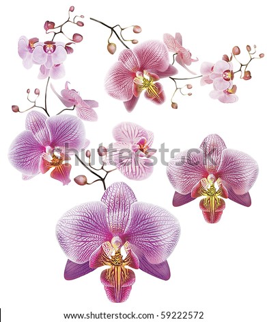 orchid flower border