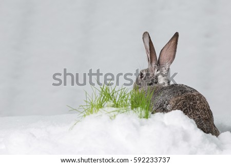 Rabbit in the snow.Hare in winter, snow on the grass