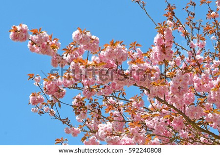 Beautiful flowering cherry tree on a sunny spring day
