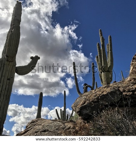 In the Sonoran Desert, view of the beautiful saguaro cactus in Tucson Arizona 