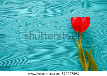  Mother's Day, woman's day , tulips on blue wooden  background Royalty-Free Stock Photo #592247693