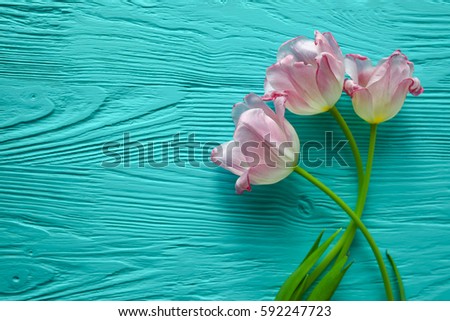  Mother's Day, woman's day , tulips on blue wooden  background Royalty-Free Stock Photo #592247723
