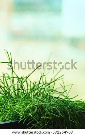Fresh spring green grass near the window. Sunny morning. Minimalistc lifestyle, health concept. Copy space. Retro toned effect. Selective focus. Banner