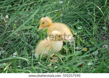 little ducklings in the grass in the spring. Easter.