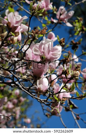 Blooming magnolia tree with pink flowers on blue sky back ground