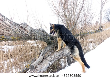 big dog looks from a tree in a field in winter