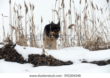 big dog on the river in winter