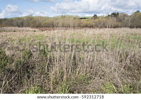 Wild Grassy Field