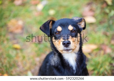 Portrait of a stray dog. Black and yellow color. Looking at camera