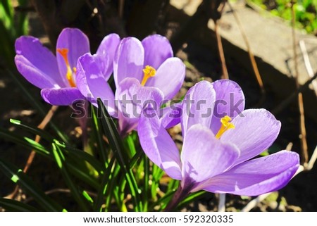 Group of crocus flower