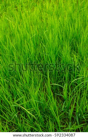The grass field in rural area growing up in green lush.