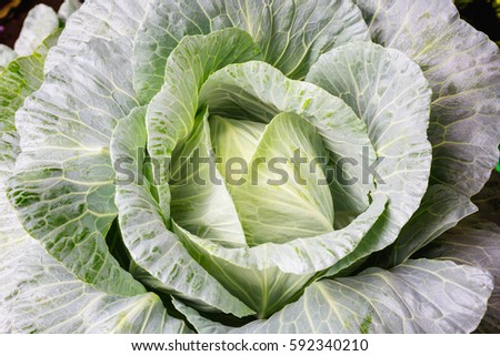 Fresh cabbage organic vegetables in the farm.