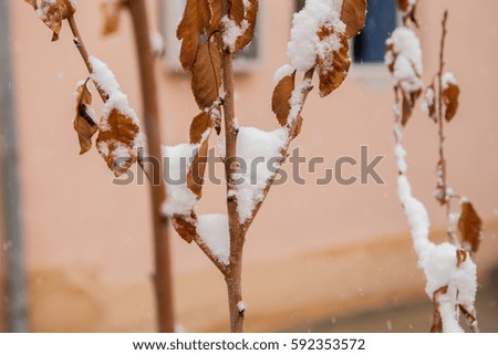 Branches in snow. New Year. Snowing. Winter Weather Christmass