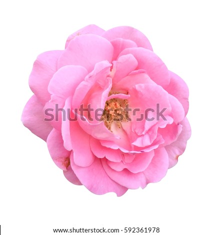 pink damask rose flower on white background Royalty-Free Stock Photo #592361978